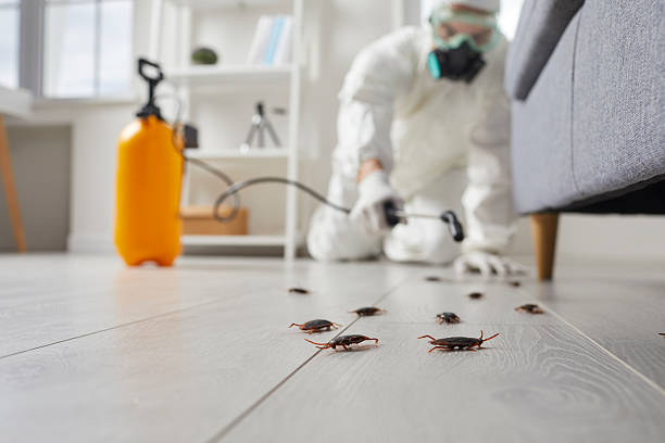 Commercial Rodent Management in Mountain City